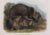 John James Audubon, "Grizzly Bear" hand colored lithograph, plate #131 Bowen Edition